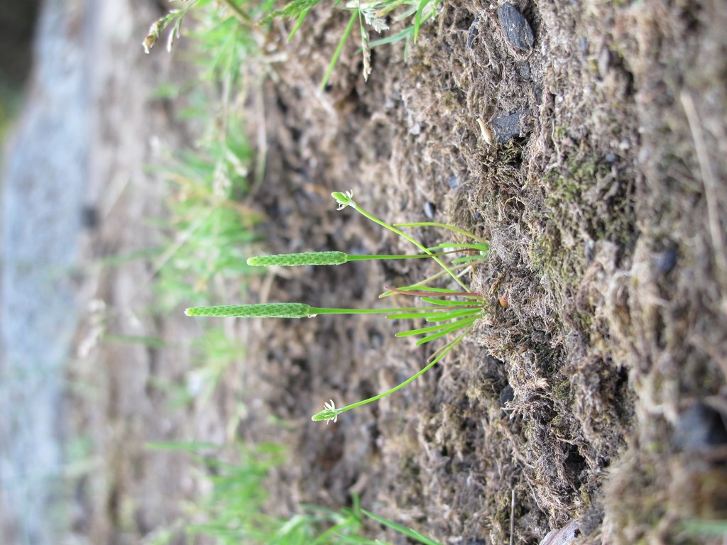 Myosurus minimus
